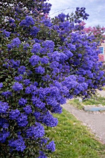 Цеанотус щитовидний Конча|Ceanothus thyrsiflorus Concha|Цеанотус щитовидный Конча